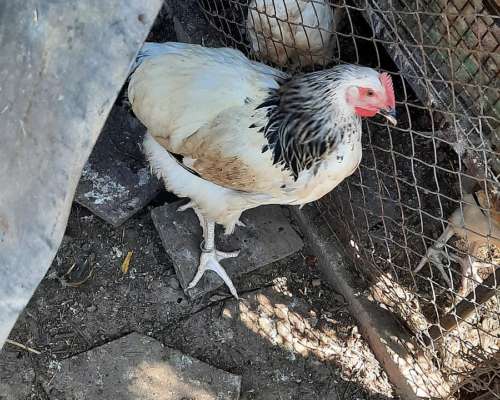 Gallos de Puros de Raza. Sussex Armiñado.
