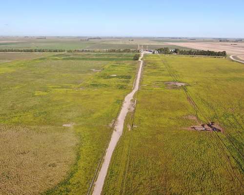 1520 Has Coronel Dorrego, Buenos Aires - Agrícola - Venta