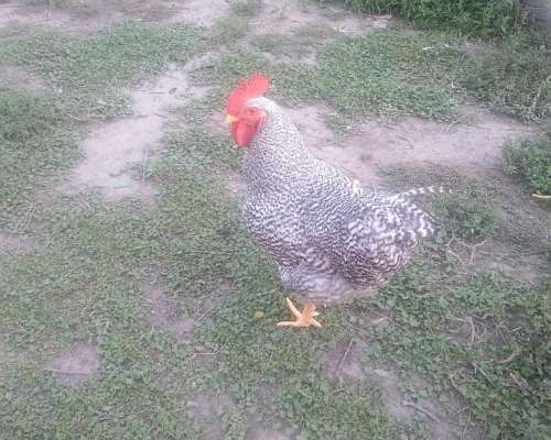 Gallos Bataras Puros Nuevos