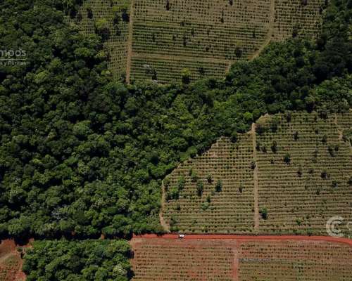 Se Vende Chacra con Yerba en Colonia Naranjito Misiones 31 H
