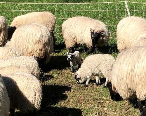 Venta Majada Ovejas Scottish Black Face