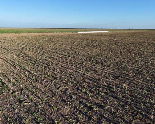 Tobas, Juan Felipe Ibarra, Santiago del Estero - 3.580 Ha