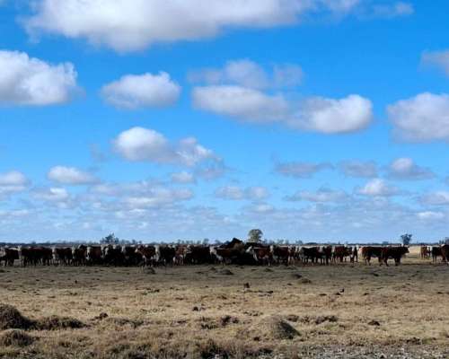 Se Venden 400 Ha en Bella Italia