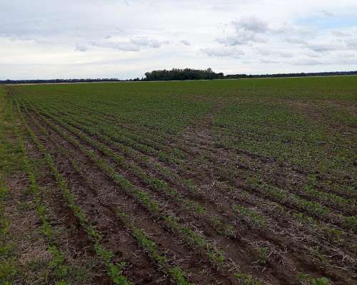 Campo 121 Hectáreas Agricolas