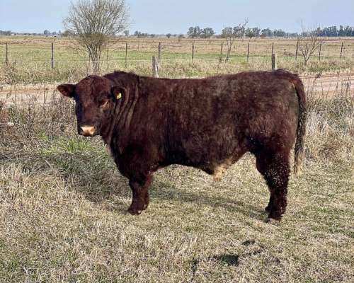 Toro Shorthorn Puro Controlado
