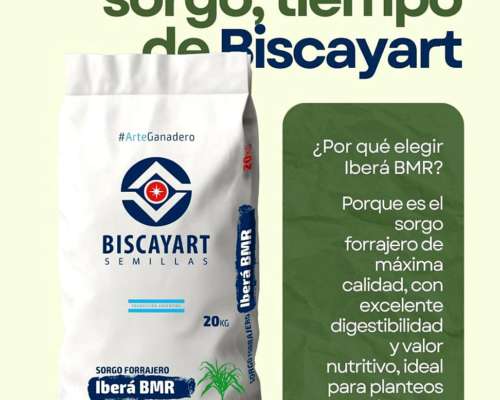 Semillas de Sorgo Ibera BMR