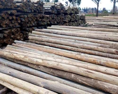 Tutores Eucaliptus de 2,5m - 2 a 5 Diam. - Impregnados CCA