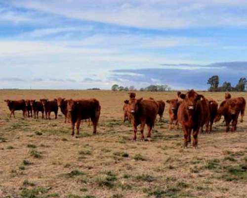 500 Hectáreas en Alta Italia - la Pampa