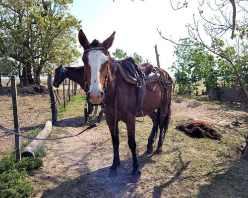 Campo para Búfalos o Ganado Vacuno en Concepcion Corrientes