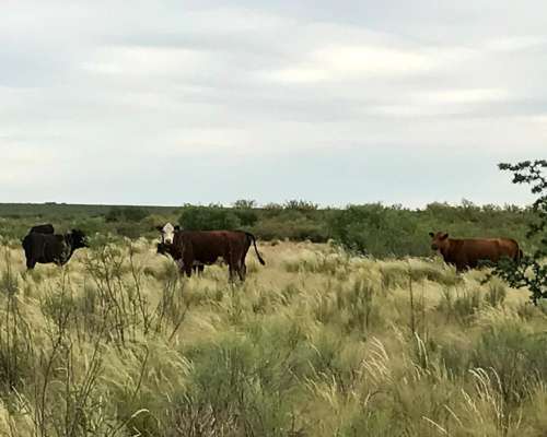 28.000 Ha Gran Estancia Pampeana Costa de Rio