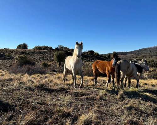 Campo Cholila Chubut 1600 Ha