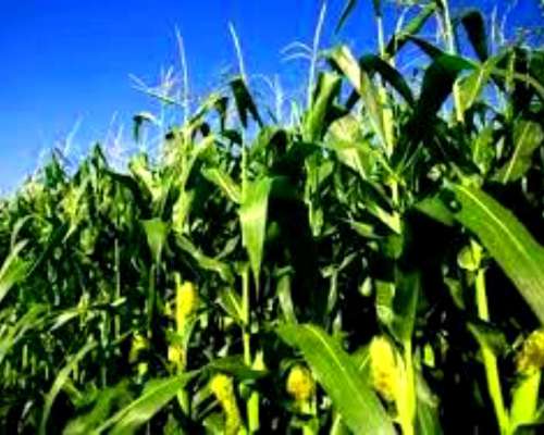 480 Ha Mixtas en Villa Saboya