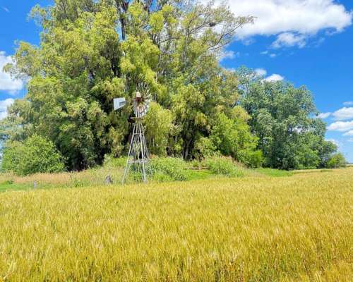 🌾 Campo de 10 Hectáreas en Venta – Suipacha, Buenos Aires