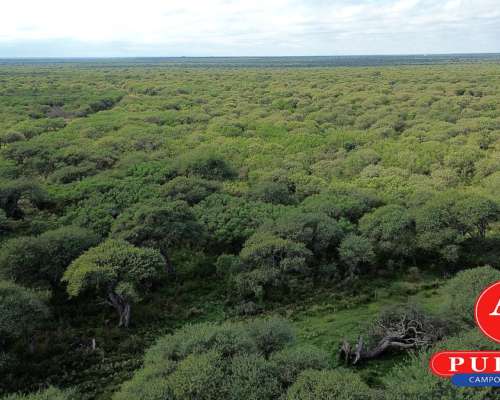 En Venta Campo Ganadero