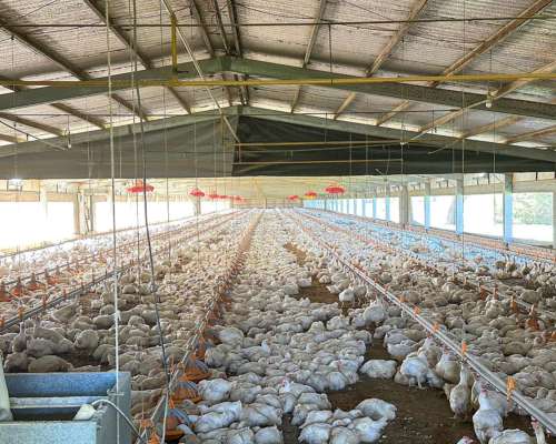 Granja Avícola de Engorde / Financiación, Permuta.