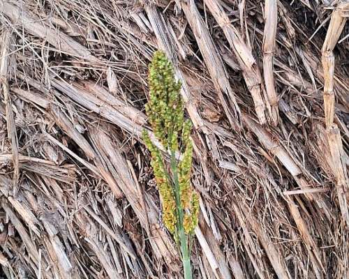 Vendo Rollos de Sorgo