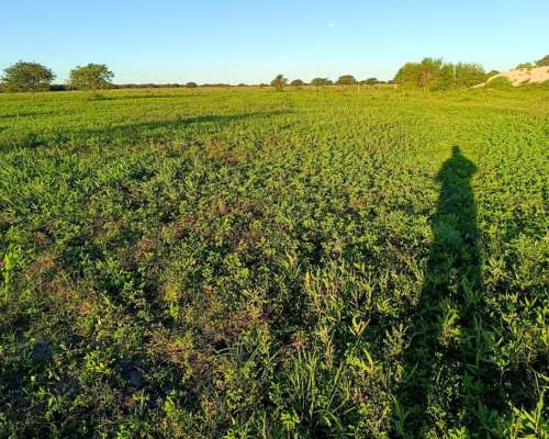 Campo Mixto Agrícola-ganadero en Venta – Dpto. 9 de Julio