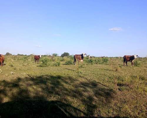 124 Ha Ganaderas. Campo Mixto. Zona Paraná