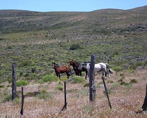 Venta 22.500 Ha en Piedra del Aguila Neuquen Patagonia