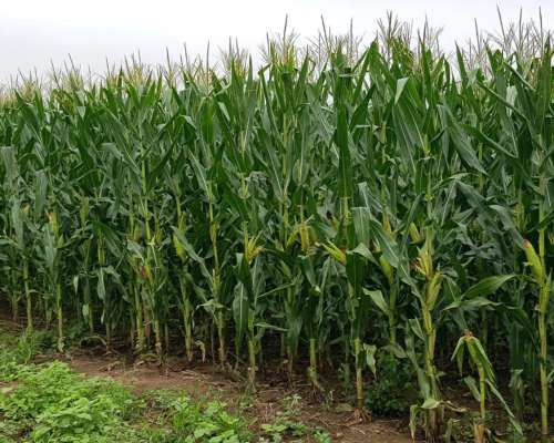 Campos Agrícolas Buscamos Compramos en Chaco