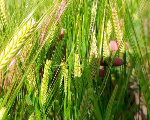 Campo en Daireaux - Buenos Aires