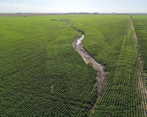 Totoras, Iriondo, Santa FE - 160 Ha