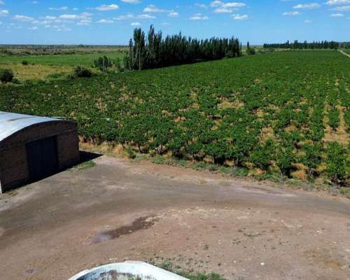 Finca de 32 con D° Riego y Pozos