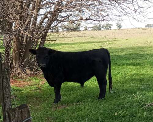 Invernada Solo Permuta por Tractor en la Pampa