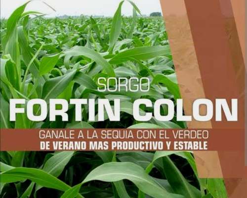 Sorgos Graniferos, Doble Propósito y Forrajeros