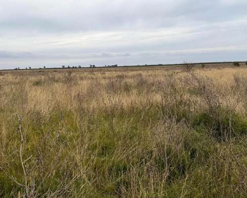 Campo en Venta Colonia Belgrano 287 Has Ganaderas