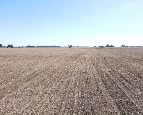 Ba3679 Venta 64 HA. Agricola Capitan Sarmiento Buenos Aires