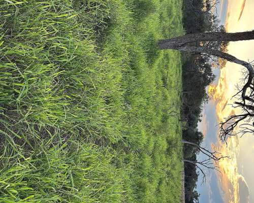 Vendo Campo Agrícola Ganadero