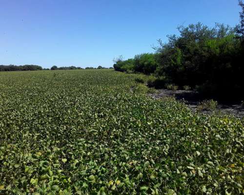 650 Hectareas Mixtas E. Rios