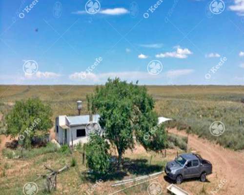 Campo Cría- Recría 74.000 Has Mendoza