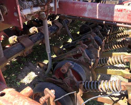 Oferta Tanzi de Grano Fino