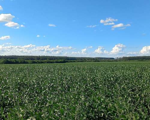 Campo Agricola 70 Hectareas