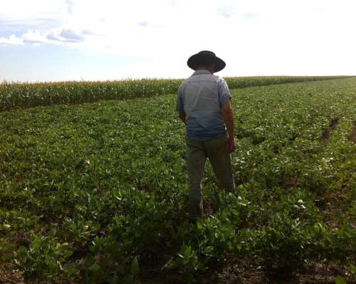 Alquilo 3000 Ha o Fracción Tostado Camino a Bandera Excelen