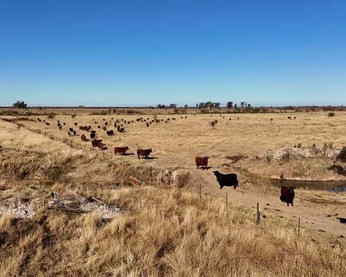 Venta Campo Ganadero. Pilar, Santa FE. 130 HA.