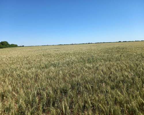 26 Ha Agricolas. Departamento Castellanos.