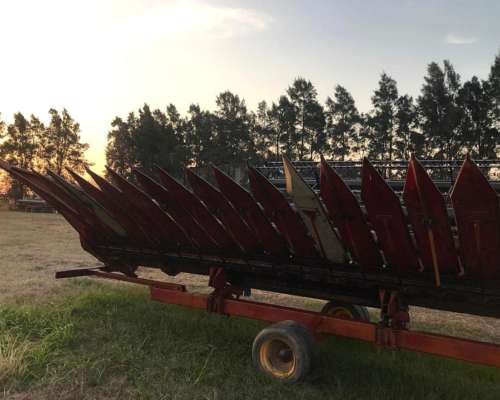 Se Vende Girazolero 10 a 52cm