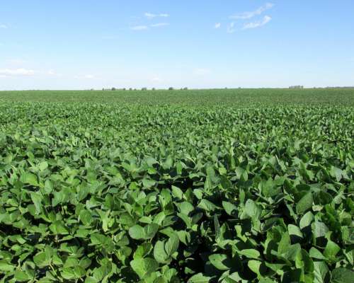 1.524 Has. en Venta - Bolívar - Buenos Aires.