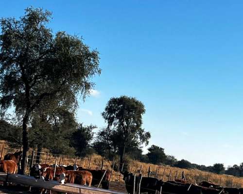 Campo Mixto Agricola y Ganadero.