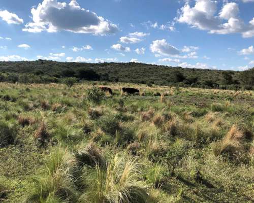 Campo Mixto de 417 Ha a 70 km de Merlo. Permuta.