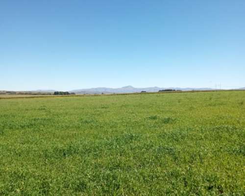 Vendo 70 Has Agrícolas Cnel Pringles