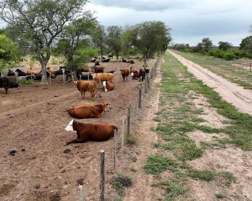 Clodomira, Banda, Santiago del Estero - 4.330 Ha