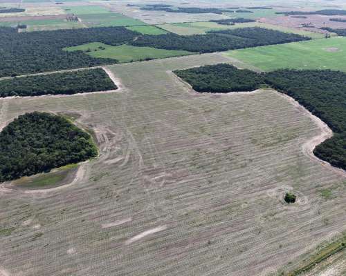Charata, Chacabuco, Chaco - 100 Ha