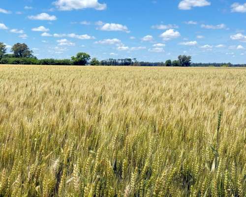 🌾 Campo de 10 Hectáreas en Venta – Suipacha, Buenos Aires