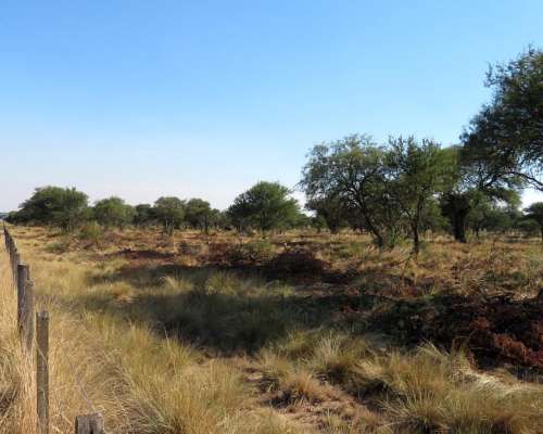 Anchorena- 11400 HA- San Luis