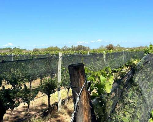Campo de 25 Ha en Venta – 23 Ha Plantadas - Financia Dueño D