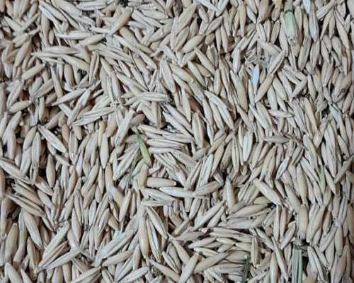 Semilla de Avena a Granel 13t